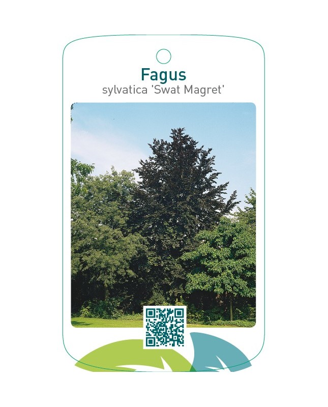 Fagus sylvatica ‘Swat Magret’