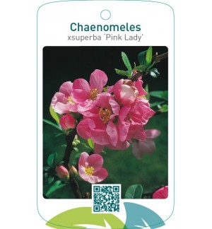 Chaenomeles xsuperba ‘Pink Lady’