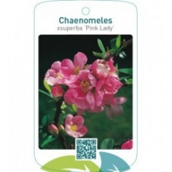Chaenomeles xsuperba ‘Pink Lady’