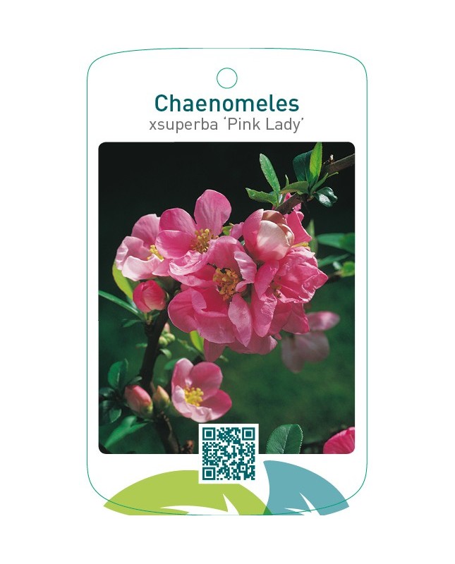 Chaenomeles xsuperba ‘Pink Lady’