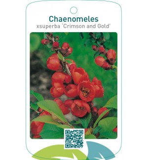 Chaenomeles xsuperba ‘Crimson and Gold’