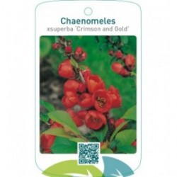 Chaenomeles xsuperba ‘Crimson and Gold’