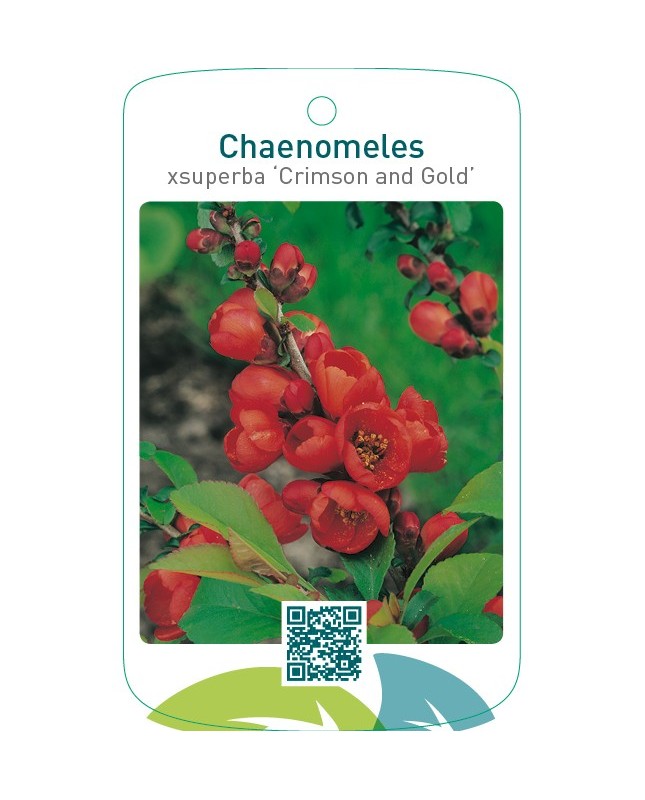 Chaenomeles xsuperba ‘Crimson and Gold’