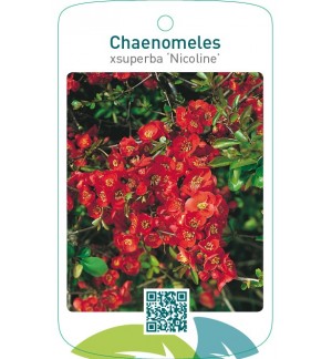 Chaenomeles xsuperba ‘Nicoline’