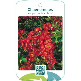 Chaenomeles xsuperba ‘Nicoline’