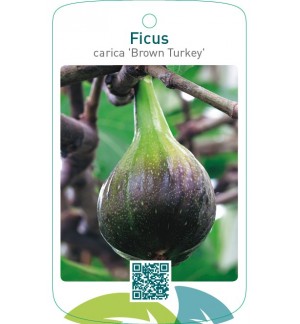 Ficus carica ‘Brown Turkey’