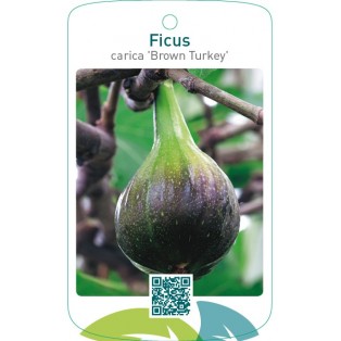 Ficus carica ‘Brown Turkey’