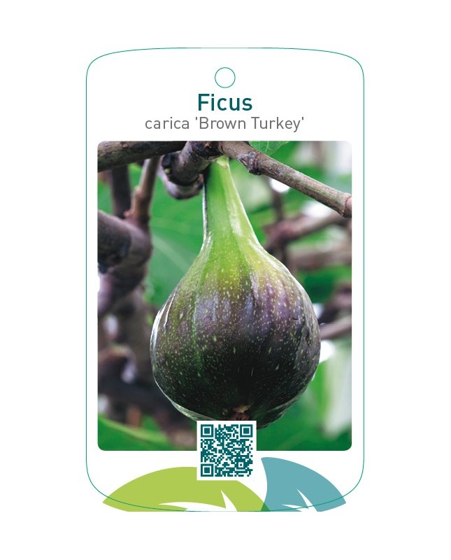 Ficus carica ‘Brown Turkey’