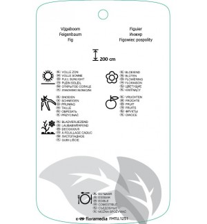 Etichette di Ficus carica ‘Brown Turkey’ *
