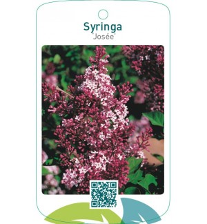 Syringa ‘Josée’