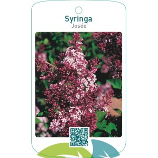 Syringa ‘Josée’
