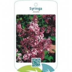 Syringa ‘Josée’