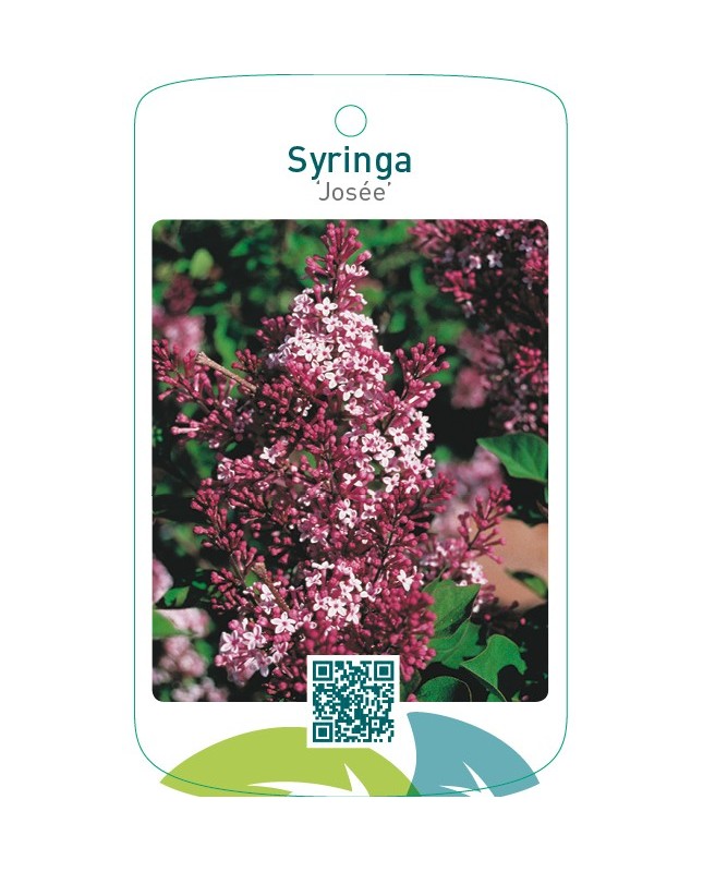Syringa ‘Josée’