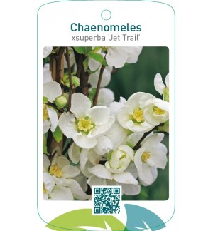 Chaenomeles xsuperba ‘Jet Trail’