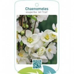 Chaenomeles xsuperba ‘Jet Trail’