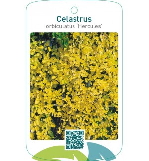 Celastrus orbiculatus ‘Hercules’