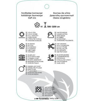 Etichette di Celastrus orbiculatus ‘Hercules’ *