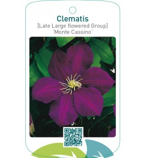 Clematis [Late Large flowered Group] ‘Monte Cassino’
