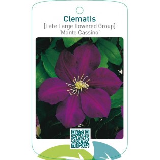 Clematis [Late Large flowered Group] ‘Monte Cassino’