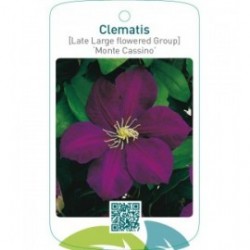 Clematis [Late Large flowered Group] ‘Monte Cassino’