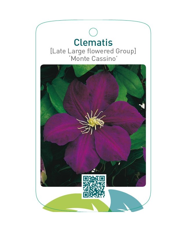 Clematis [Late Large flowered Group] ‘Monte Cassino’