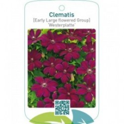 Clematis [Early Large flowered Group] ‘Westerplatte’