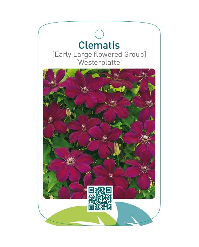 Clematis [Early Large flowered Group] ‘Westerplatte’