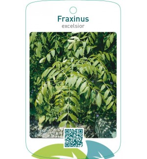 Fraxinus excelsior