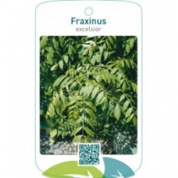 Fraxinus excelsior