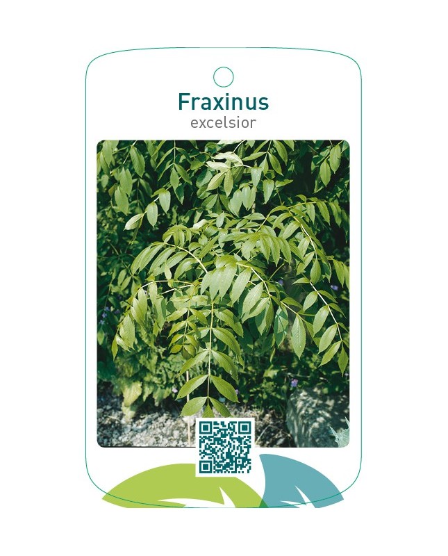 Fraxinus excelsior