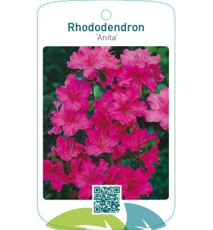 Rhododendron [Japanese Azalea] ‘Anita’