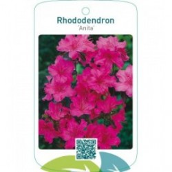 Rhododendron [Japanese Azalea] ‘Anita’