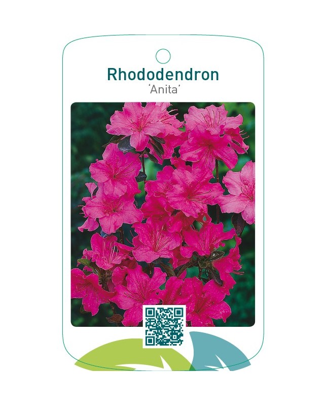Rhododendron [Japanese Azalea] ‘Anita’