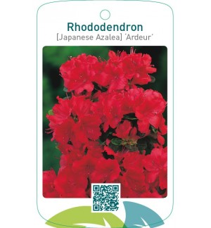 Rhododendron [Japanese Azalea] ‘Ardeur’