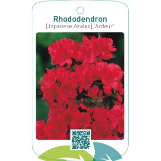 Rhododendron [Japanese Azalea] ‘Ardeur’