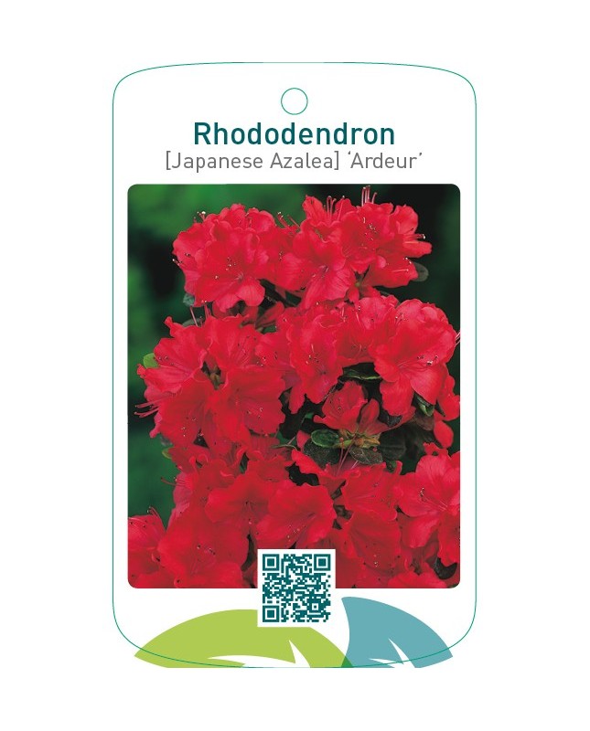 Rhododendron [Japanese Azalea] ‘Ardeur’