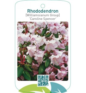 Rhododendron [Japanese Azalea] ‘Caroline’