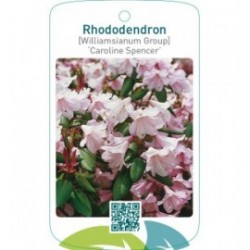 Rhododendron [Japanese Azalea] ‘Caroline’