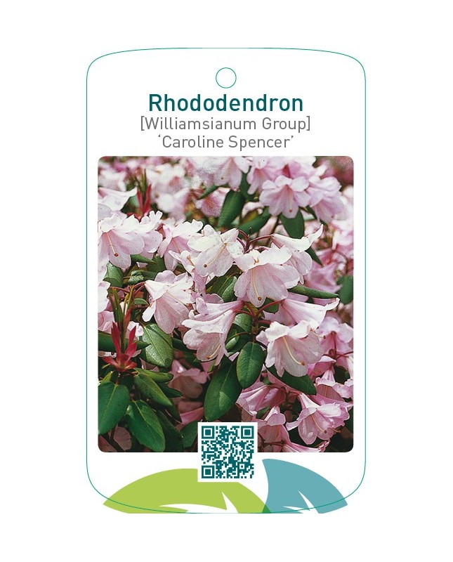 Rhododendron [Japanese Azalea] ‘Caroline’