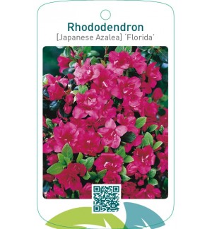 Rhododendron [Japanese Azalea] ‘Florida’