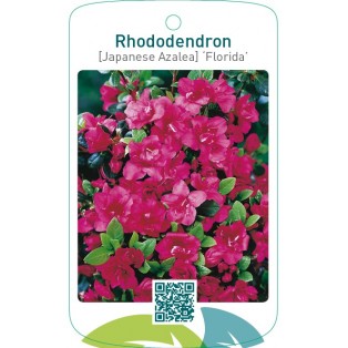 Rhododendron [Japanese Azalea] ‘Florida’