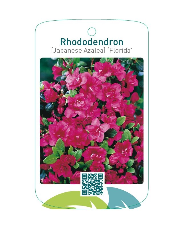 Rhododendron [Japanese Azalea] ‘Florida’