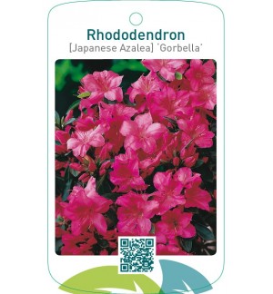 Rhododendron [Japanese Azalea] ‘Gorbella’