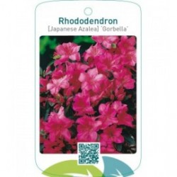 Rhododendron [Japanese Azalea] ‘Gorbella’
