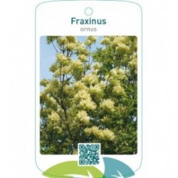 Fraxinus ornus