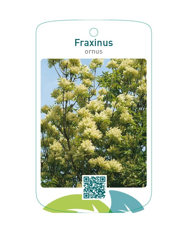 Fraxinus ornus