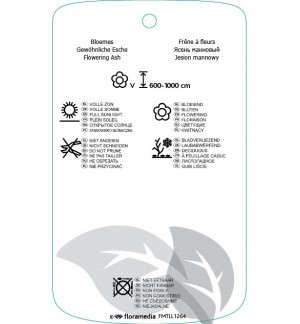 Etichette di Fraxinus ornus *