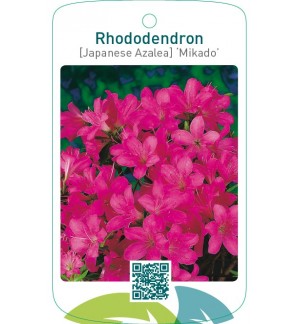 Rhododendron [Japanese Azalea] ‘Mikado’