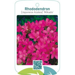 Rhododendron [Japanese Azalea] ‘Mikado’