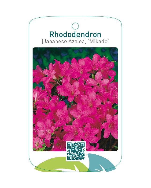Rhododendron [Japanese Azalea] ‘Mikado’
